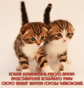 Кошек-великанов и много других представителей кошачьего мира скоро увидят жители города Чайковский.