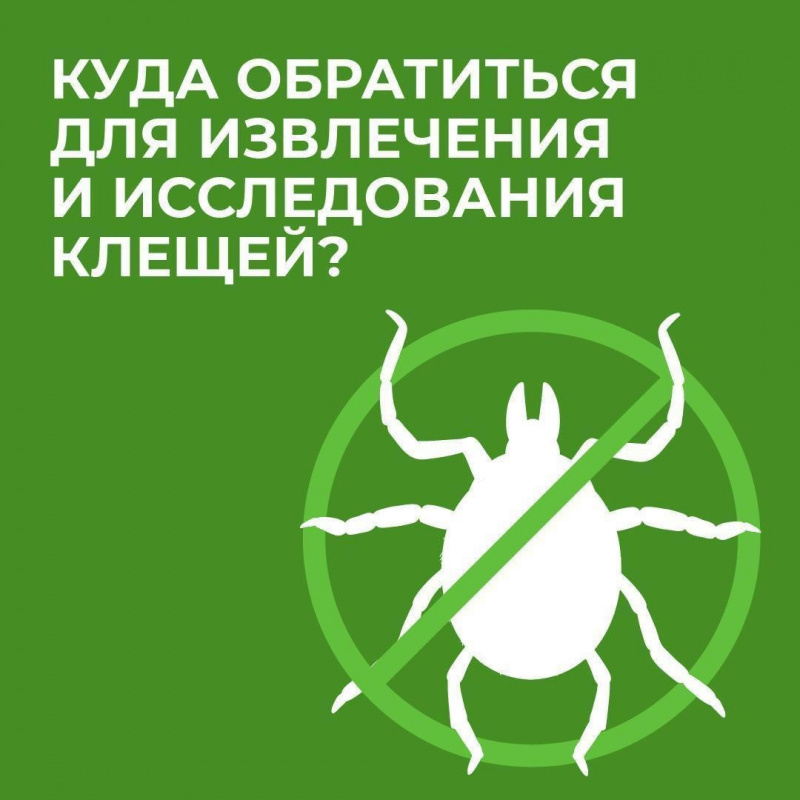 Укусил клещ екатеринбург. Мониторинг эпидемиологической ситуации.